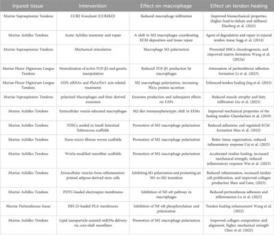 The role of macrophage polarization in tendon healing and therapeutic strategies: Insights from animal models